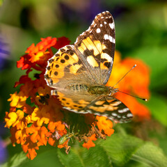 Photo macro d'un papillon posé dur des fleurs avec de jolies couleurs de la nature  