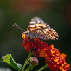 Photo macro d'un papillon posé dur des fleurs avec de jolies couleurs de la nature  