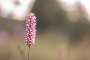 Closeup shot of a Bistorta officinalis on a blurry background