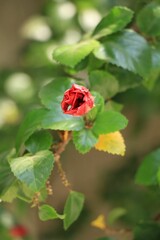 Closeup shot of a red rose bud