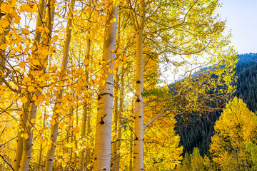 Bright yellow colorful foliage in autumn fall season on sunny day in American aspen tree grove forest in Colorado Maroon Bells rocky mountains in October