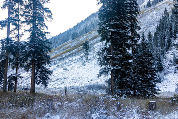 Maroon Bells rocky mountains with spruce pine tall conifer trees in Aspen, Colorado after winter...