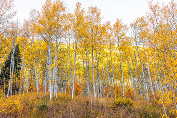 Colorful orange yellow leaves foliage on American aspen trees forest in Colorado rocky mountains autumn fall season with nobody in Maroon Bells area