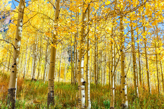 Bright yellow foliage in autumn fall season with colorful vibrant leaves on sunny day in American aspen tree grove forest in Colorado Maroon Bells rocky mountains in October