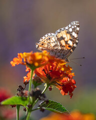 Photo macro d'un papillon posé dur des fleurs avec de jolies couleurs de la nature  