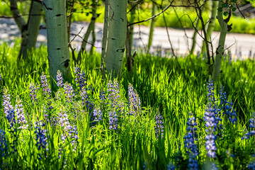 Sunshine over many blue purple lupine colorful wild flowers in small forest Aspen grove in Snowmass Village in Aspen, Colorado
