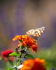 Photo macro d'un papillon posé dur des fleurs avec de jolies couleurs de la nature  