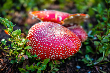 Huge colorful red fly agaric mushroom macro closeup by Beaver Lake in Holy Cross National Wilderness in Colorado summer season