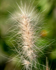 Plumeau d'une fleur de jonc recouvert de rosée