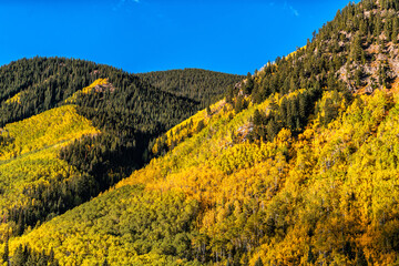 Castle Creek, Colorado colorful yellow orange leaves foliage on american quaking aspen trees in...