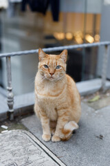Amazing Istanbul cat, one of many