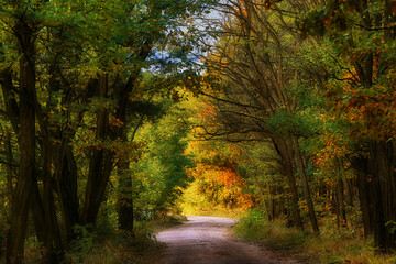 Fototapeta na wymiar Beautiful autumn landscape with a road in the colorful forest
