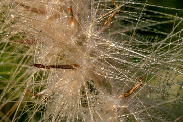 Plumeau d'une fleur de jonc recouvert de rosée