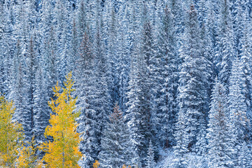 Cold Maroon Bells pine spruce fir forest by aspen trees at Colorado Rocky mountains after winter snow covered frozen forest in late autumn - obrazy, fototapety, plakaty