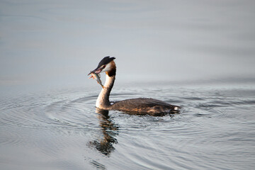 Fototapeta premium Great crested grebe eating a fish in the wetland Haff Reimech in Luxembourg, Podiceps cristatus water bird 