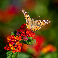 Photo macro d'un papillon posé dur des fleurs avec de jolies couleurs de la nature  