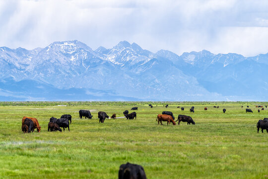 Southwest Colorado Highway 285 with rural countryside farm field pasture and cows near Center and Monte Vista with view of Rocky Mountains in background