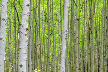 Many aspen forest tree trunks pattern in summer on Kebler Pass in Colorado in National Forest park mountains with green and white color