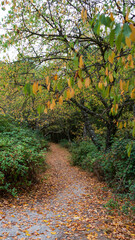 forest of ocher leaves in autumn