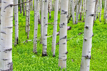 Aspen forest trees grove in summer at Kebler Pass, Colorado in National Forest park mountains with...