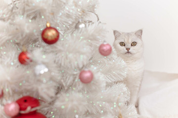 A funny white British kitten peeks out from under a Christmas tree, a concept of Christmas and New Year