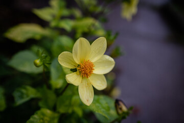 One beautiful large yellow dahlia flower in full bloom on blurred green background, in a garden
