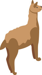 Llama icon isometric vector. Cute animal. Funny baby