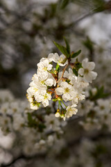 Vertical photo of a cherry blossom branch in spring