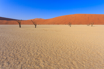 Deadvlei, white clay pan located inside the Namib-Naukluft Park in Namibia.Africa.