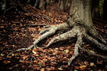 Fototapeta premium Autumnal Treess In The Clent Hills In The West Midlands