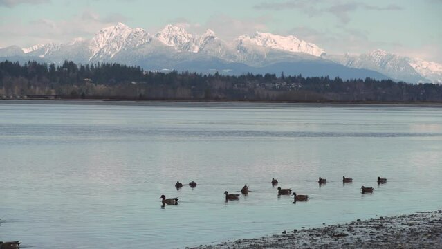 Boundary Bay Ducks and Golden Ears Mountain 4K UHD. Ducks swim along the shore of Blackie Spit at Crescent Beach, Surrey, BC. 4K, UHD.
