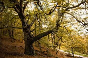 Autumnal Treess In The Clent Hills In The West Midlands
