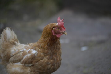 country chicken