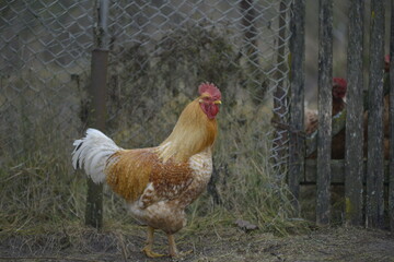 country chicken