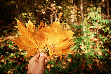 A man's hand holds brightly colored autumn leaves.