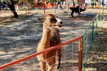 Alpacas being hand fed in their pens at the farm fair exhibition