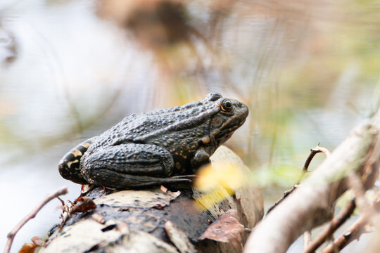 Aga toad, bufo marinus sitting on a tree log, natural environment, amphibian inhabitant wetland
