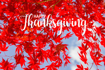 Red colorful maple leaves in fall, blue sky background - Happy Thanksgiving card