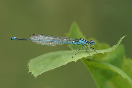 Closeup on a Common bluet damselfly, Enallagma cyathigerum, perched in the vegetation
