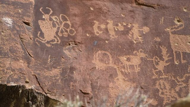 Tilting up from bush to rock art panel in Nine Mile Canyon in Utah, petroglyphs from native amerians.