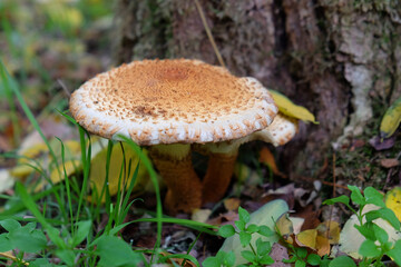 Shaggy Scalycap mushroom growing at the base of a tree.