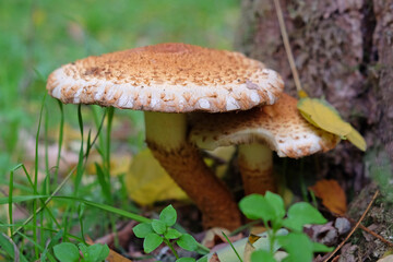 Shaggy Scalycap mushroom growing at the base of a tree.