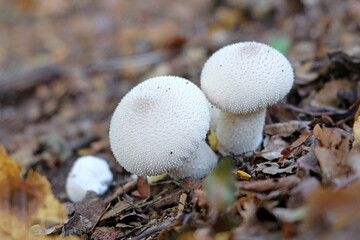 Common Puffball mushrooms growing in leaf litter