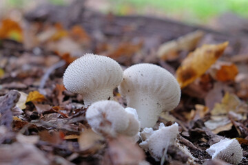 Common Puffball mushrooms growing in leaf litter