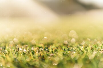 Selective focus view of grass in the wet field creates an environmental background