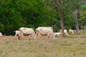 Obraz na płótnie Canvas Um pequeno rebanho de gado, um pouco magro e sujo de terra, no pasto comendo capim, com árvores desfocadas ao fundo.