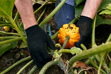 Harvest pumpkin organic vegetable garden. Farmer hand picking up ripe pumpkins at agricultural field