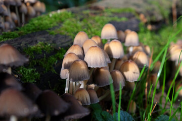 Glistening Inkcap mushrooms growing on dead wood.