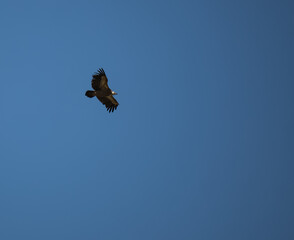 A large mountain eagle soars and flies in a clear blue sky with its wings spread, on a sunny day in the mountains of the Caucasus