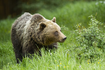 Large brown bear, ursus arctos, walking on grassland in summer nature. Big furry mammal looking on green meadow. Carpathian predator observing on glade.